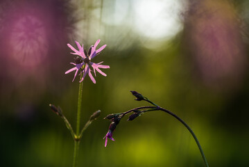 Fioletowe kwiaty firletki poszarpanej w rosie na wiosennej łące.  © Elżbieta Kaps