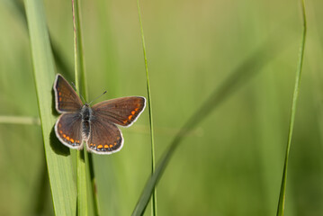 Motyl modraszek Ikar na kwiatku na łące.