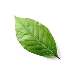 Obraz premium Botanical Beauty: A macro photograph unveils the intricate details of a singular, vibrant green leaf, showcasing the natural elegance of its form.