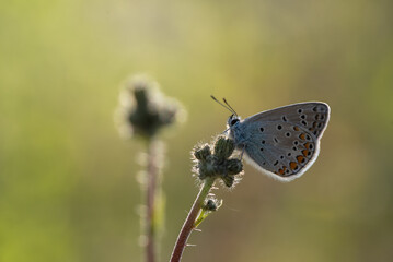 Motyl modraszek Ikar na kwiatku na łące.