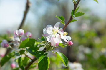 Flowering spring apple tree in the garden.
