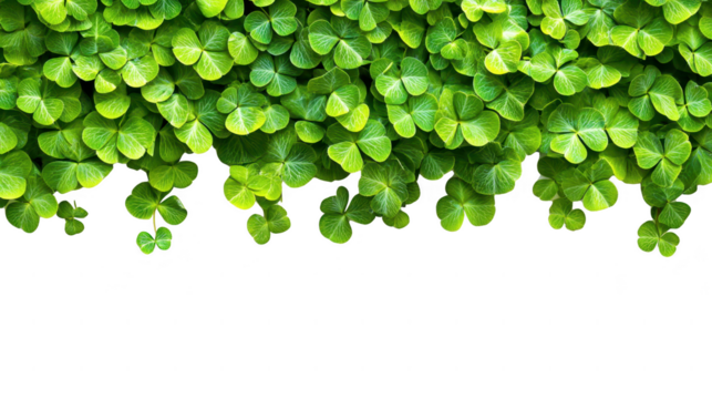 Lush vibrant green clover leaves in abundance against a PNG transparent background
