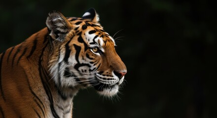 Obraz premium Tiger Portrait Profile with Detailed Stripes and Intense Gaze