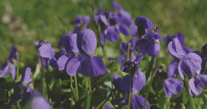 Fleur violette de printemps