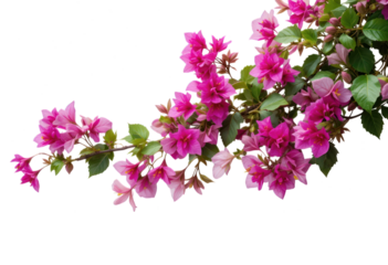 Bougainvillea flower plant, isolated on a transparent background