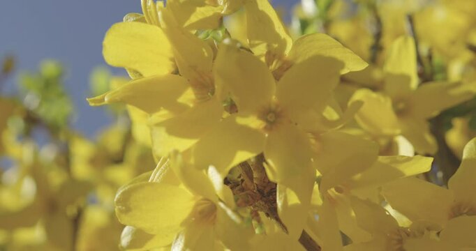 Forsythias en fleur au printemps