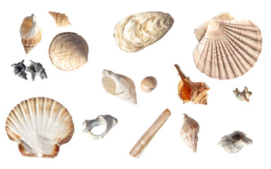 Set of different sea shells: scallop, oysters, snails . Sea / summer design element. Cut out. On isolated transparent background. No shadow. PNG	