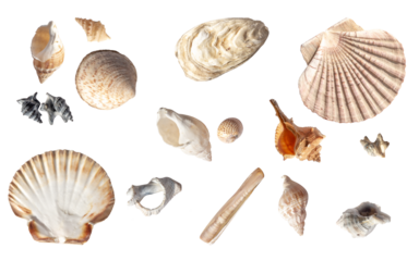 Set of different sea shells: scallop, oysters, snails . Sea / summer design element. Cut out. On isolated transparent background. No shadow. PNG	