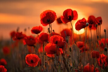 Fototapeta premium Red poppies field at sunset nature landscape
