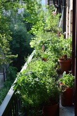 Fototapeta premium Lush balcony garden with potted herbs and plants in urban setting high angle view green foliage