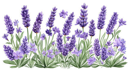Naklejka premium Watercolor illustration of lavender flowers with PNG transparent background