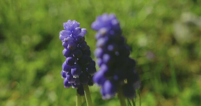 Fleur violette de printemps