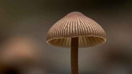 Close-up of a delicate brown mushroom in nature