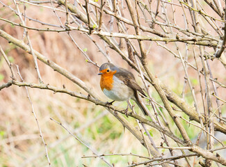 Colorful robin perched on branches amid green buds in springtime nature