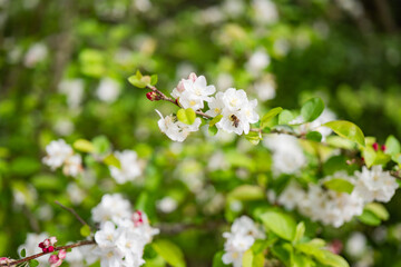 White flowering plants with buzzing bees in spring