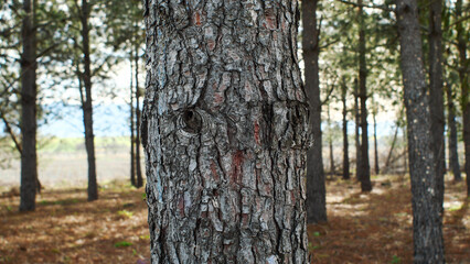 Tree trunk close-up, forest, bark, detail, nature south of France, nature reserve
