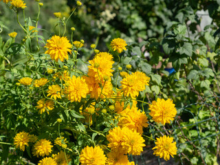 Rudbeckia laciniata Hortensia, Cutleaf Coneflower growing , sunny summer day, green foliage on a background
