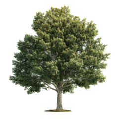 Isolated hyper-realistic tree full foliage clean transparent background