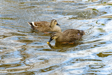 水辺で泳ぐカルガモのつがい