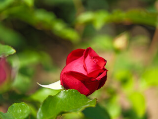 Close-up photo of a red rose blooming in spring in May