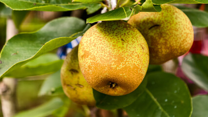 Abundant pear tree branch, bearing ripe fruit in an organic orchard