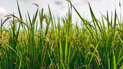 Abundant rice field with ripening grains under the protective netting canopy