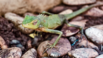 Naklejka premium Alert green crested lizard perched amongst river stones waiting patiently