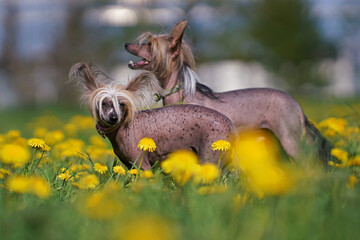 Two cute Chinese Crested dogs posing outdoors standing in a green grass with yellow dandelions in spring