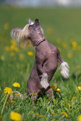 Adorable bronze and white Chinese Crested dog with a pink collar posing outdoors standing up on its back legs on a green grass with yellow dandelions in spring