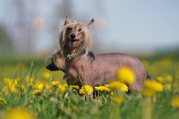 Funny tricolor Chinese Crested dog with a green collar posing outdoors standing in a green grass with yellow dandelions in spring