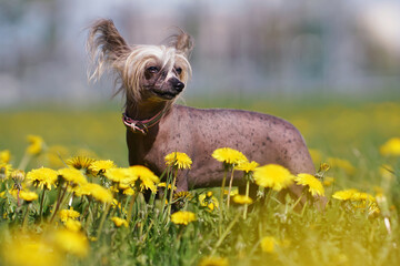 Adorable Chinese Crested dog with a pink collar posing outdoors standing in a green grass with yellow dandelions in spring