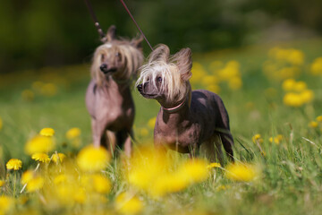 Two obedient Chinese Crested dogs posing outdoors standing in a green grass with yellow dandelions in spring