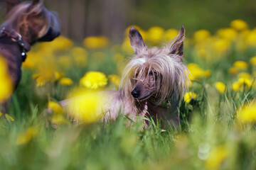 Adorable tricolor Chinese Crested dog posing outdoors lying down in a green grass with yellow dandelions in spring