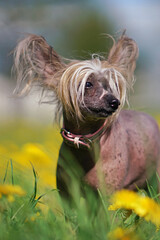The portrait of a cute bronze and white Chinese Crested dog with a pink collar posing outdoors standing in a green grass with yellow dandelions in spring