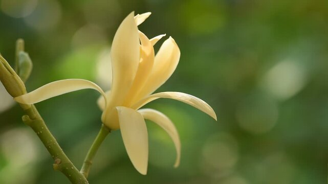 Magnolia champaca flower on bokeh background.
