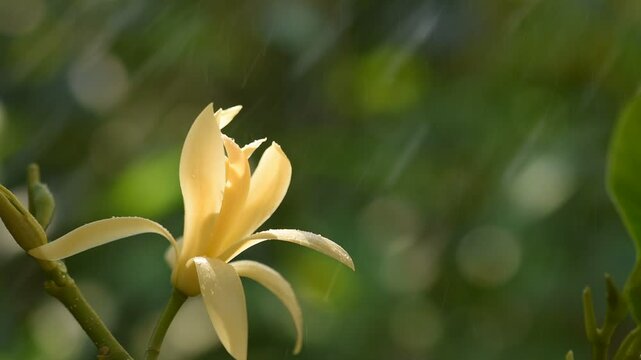 Magnolia champaca flower and raining on natural background.