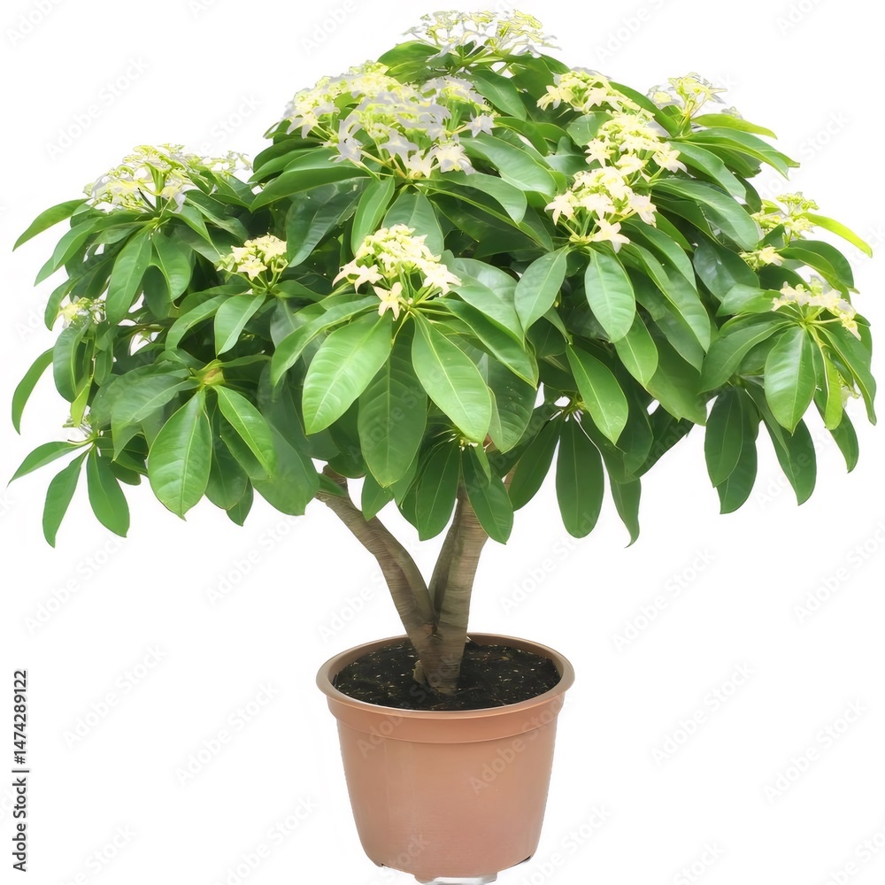 Aufkleber 鉢に入った緑の葉と白い花を持つ小さな装飾的な植物, 白い背景に園芸の焦点