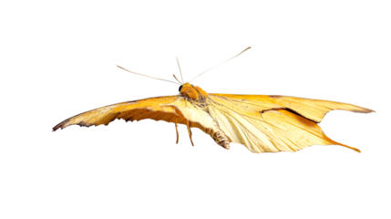 Vibrant Yellow Butterfly Close-Up on White Background