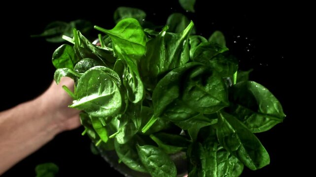 The chef tosses spinach in a saucepan. Filmed on a high-speed camera at 1000 fps. High quality FullHD footage