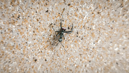 Close-up of a black ant climbing on a textured surface, insect macro photo