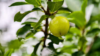Close-up of a Fresh Green Plum Hanging on the Branch of a Tree