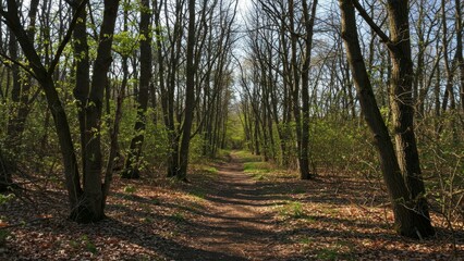 Naklejka premium Woodland path in dappled sunlight
