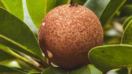 Close-up of Manilkara Zapota or Sapodilla Fruit Amidst Green Foliage