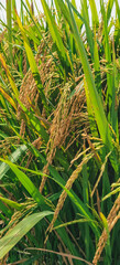 Close-up of ripening rice stalks showing the grains in the field agriculture
