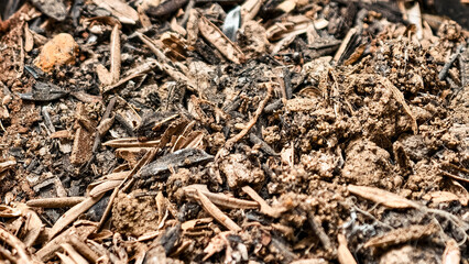Close-up of soil and organic debris, textured ground surface detailed view