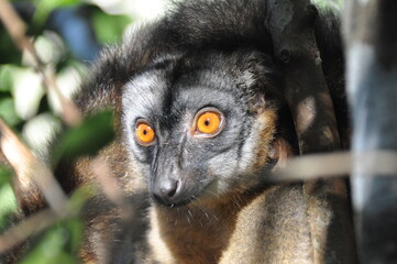 Close-up of the common brown lemur, Eulemur fulvus, Madagascar