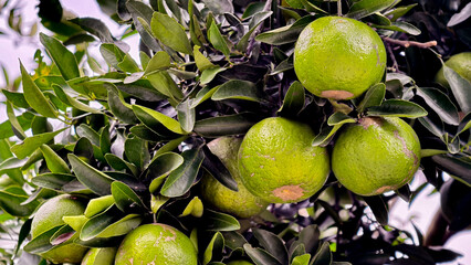 Close-up View of a Citrus Tree Branch Laden with Unripe Green Oranges