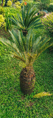 Cycas revoluta plant in a tranquil garden with lush green surroundings