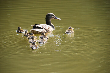 Mother duck swims ahead with large group of ducklings following in a line on a peaceful pond, sunny day and calm water emphasize natural family bond concept of childhood