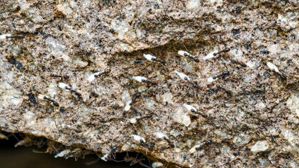 Dedicated Ant Colony Carrying Larvae Across Rough Stone Surface Close-up